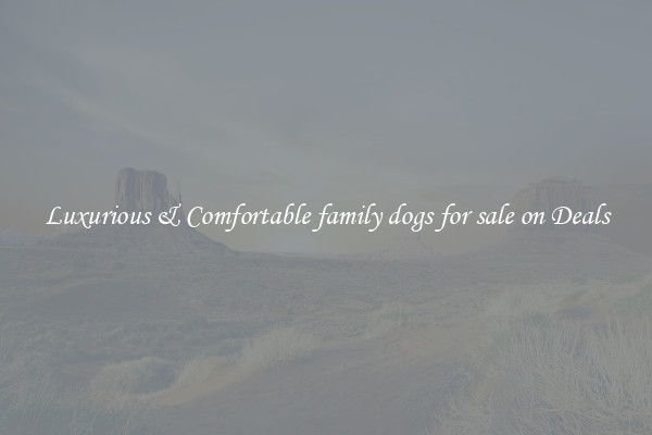 Luxurious & Comfortable family dogs for sale on Deals